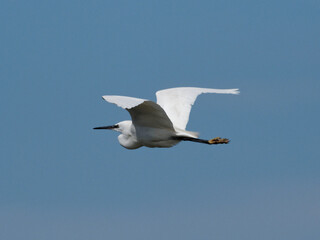 A Little Egret (Egretta garzetta) flying past the RSPB Point Of Ayr hide in Talacre, North Wales.
