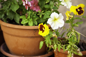 Fresh colorful flowers