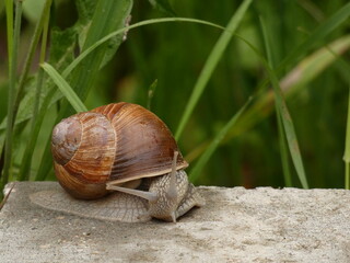 Roman snail (Helix pomatia) - big escargot on the concrete with green grass in the background, Gdansk, Poland