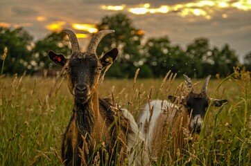 Ziegen beim Sonnenuntergang