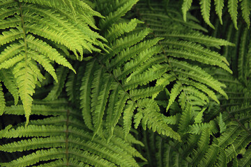 Fototapeta na wymiar background of green fern