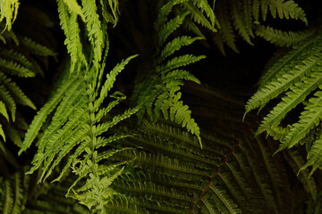 background of green fern