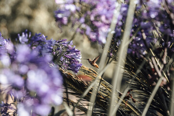 A hummingbird feeding on summer flowers in the garden. flying from flower to flower drinking the nectar with their long tongue. - 364564745