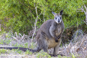 Kangaroo standing on the grass, Australia