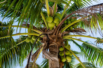 young green coconuts on a palm tree