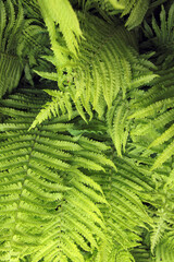 background of green fern