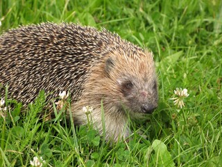 European hedgehog (Erinaceus europaeus) - injured hedgehog on the meadow, Gdansk, Poland