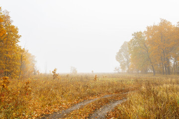 Fototapeta premium Morning autumn fog over a dry yellow meadow, forest and forest country path. Autumn landscape with fog