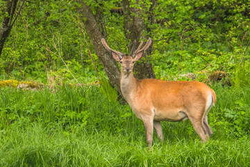 Red Deer stag in the forest. Bieszczady. Carpathian Mountains. Poland.