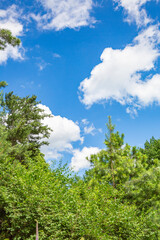 Picturesque textured clouds in the sky and branches of green trees at the daytime