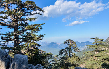 Green meadow with cedar trees and mountain rocks on famous tourist path Lycian way in Turkey