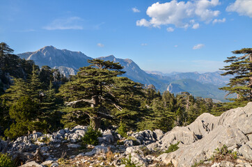 Green meadow with cedar trees and mountain rocks on famous tourist path Lycian way in Turkey