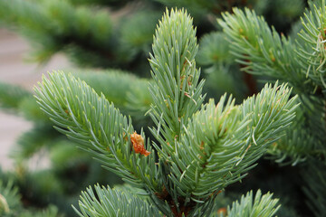 Naklejka na ściany i meble branches of a green spruce background
