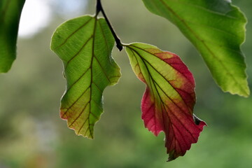 Blätter eines Persischen Einsenholzbaums
