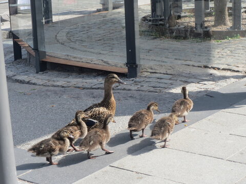 Cute duck with her duckling in Sweden, &Ouml;rebro. A group of ducks.