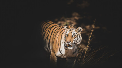 Obraz premium Fine art image of bandhavgarh wild female tiger at bandhavgarh national park or tiger reserve madhya pradesh india