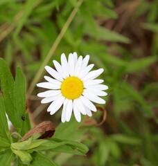 A close view of the bright white wildflower daisy. 