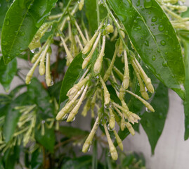 green beans on a branch