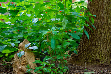 Turk's Cap plant framed by tree.