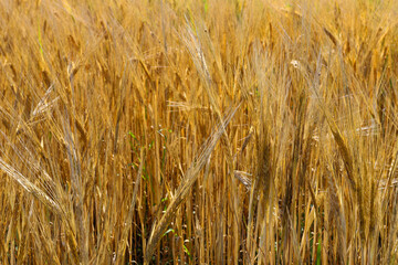 Young unripe barley in a field in good sunny weather. Long mustache ears of barley. Blue sky, big white balloons clouds. The concept of a good harvest, agricultural industry.
