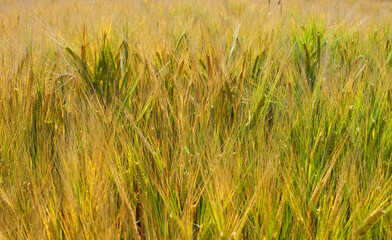 Young unripe barley in a field in good sunny weather. Long mustache ears of barley. Blue sky, big white balloons clouds. The concept of a good harvest, agricultural industry.