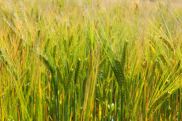 Young unripe barley in a field in good sunny weather. Long mustache ears of barley. Blue sky, big white balloons clouds. The concept of a good harvest, agricultural industry.