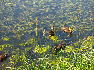 Naklejka premium wild ducks swim in a summer pond 