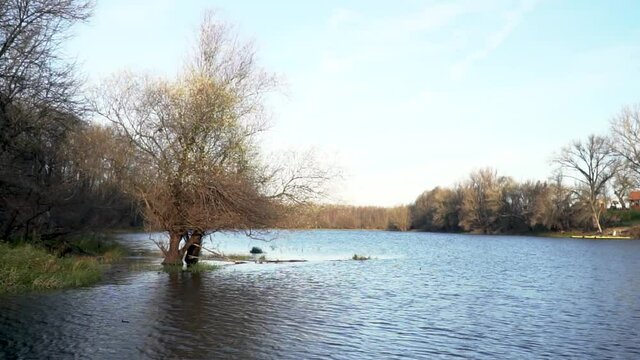 Tree in a water after flud