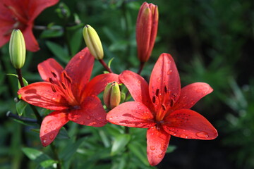 close up color lily flower in the garden background