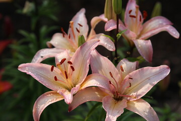 close up color lily flower in the garden background