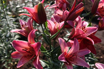 Obraz na płótnie Canvas close up color lily flower in the garden background