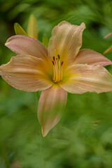 Fototapeta premium Taglilie