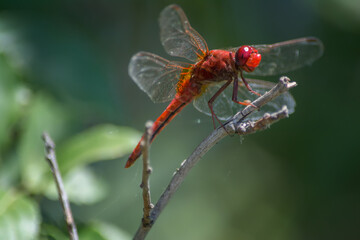 Red dragonfly perched on a branch of bokeh background