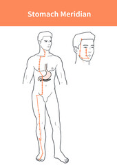 stomach meridian illustration