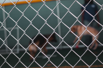 Fototapeta premium Dogs at Doggy Day Care