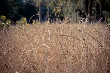 Yellow and green grass in the warm summer.Wild grass and flowers in summer. Street vegetation in the green zone. Summer sunny morning. Retro