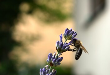 a bee on a purple lavender flower