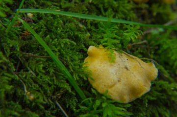 grzyby kurki żółte macro przyroda © Piotr