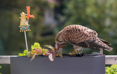 Falcon tinnunculus young in the city. Feeding_.
