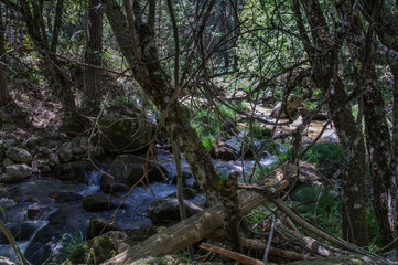 rzeka kamienie las zieleń woda  © Piotr