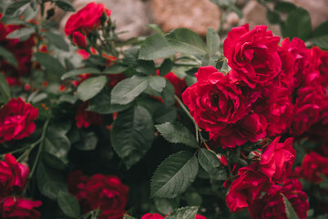 Obraz premium red roses shrub, hedge rose blooming in green summer garden, landscape gardening