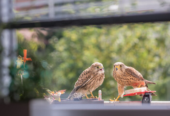 Falcon tinnunculus young in the city. Feeding_.