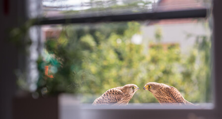 Falcon tinnunculus young in the city. Feeding_.