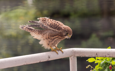 Falcon tinnunculus young in the city. Feeding_.