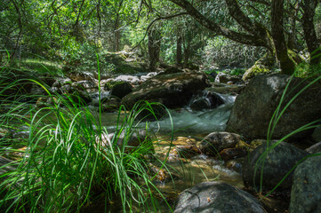 rzeka kamienie las zieleń woda 
