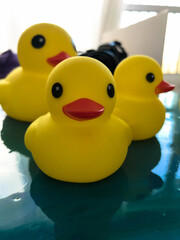 a family of yellow rubber ducks walk on epoxy water to fight for the environment. three ducks swim in resin instead of water. ducks want to fight for clean water and bread