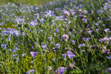 Obraz na płótnie Canvas blue wildflowers close-up on a summer morning