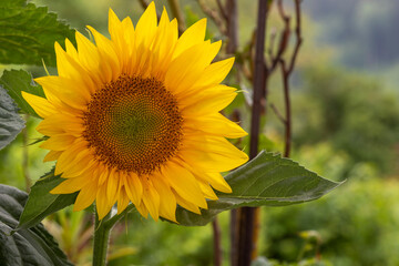 Fototapeta premium Sonnenblume