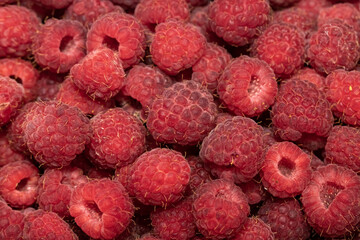 Lots of raspberries.Background. close-up.