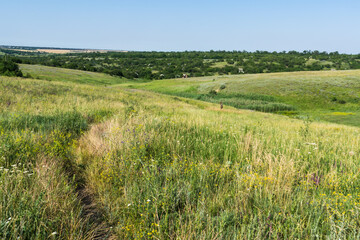 path in the summer meadow on a summer morning